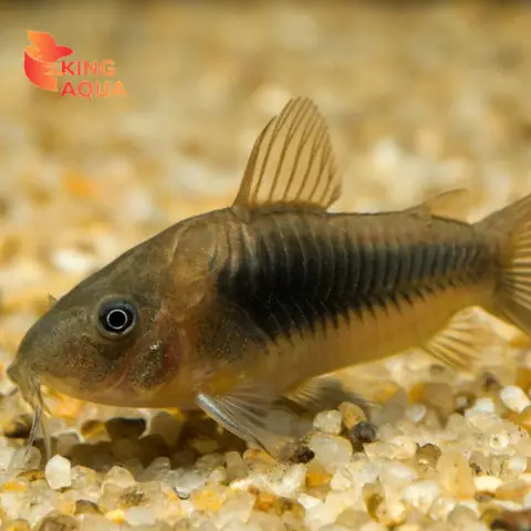 Cá Chuột Cafe Đẻ: Cẩm Nang Toàn Tập Từ A Đến Z Cho Người Nuôi