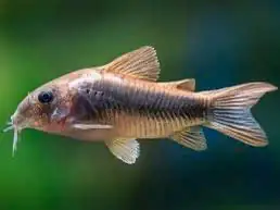 Cá Chuột Cafe Đẻ