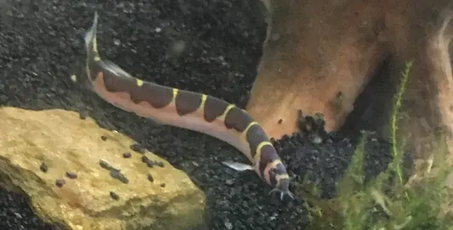 Cá Chuột Đực Cái: Cách Phân Biệt Giới Tính Và Kỹ Thuật Nuôi Hiệu Quả