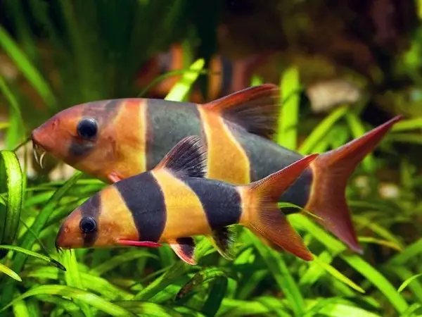 Cá Chuột Mỹ Sinh Sản: Kỹ Thuật Nuôi, Chăm Sóc & Nhân Giống Hiệu Quả