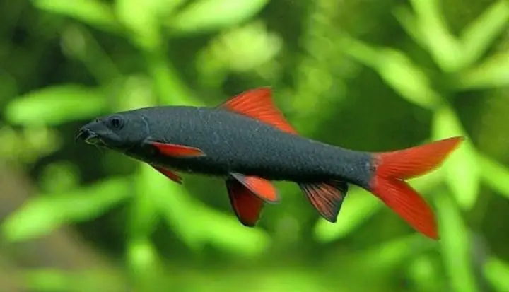 Cá Chuột Thái Đen: Loài Cá Gù Máu Trong Rừng Ngập Mặn