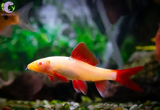 Cá Chuột Thái - Loài Cá Dọn Bể Hấp Dẫn Cho Bể Thủy Sinh