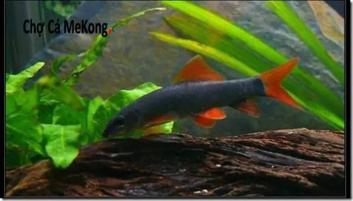 Cá Chuột Thái Hung Dữ: Loài Cá "quái Vật" Nhỏ Bé Nhưng Nguy Hiểm