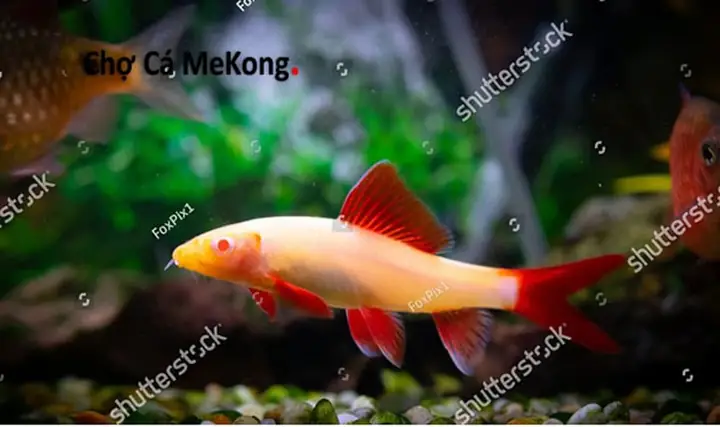 Cá Chuột Thái Hung Dữ: Loài Cá "quái Vật" Nhỏ Bé Nhưng Nguy Hiểm