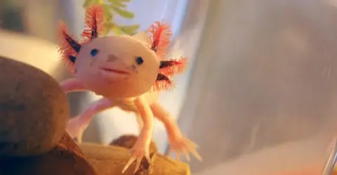 Loài Cá Kỳ Lạ Có 4 Chân, Bộ Mặt Giống Người | Báo Điện Tử Tiền Phong