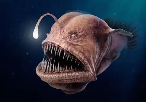 Cá Có Bóng Đèn Trên Đầu Là Gì? Loài Cá Kỳ Lạ Sống Ở Đáy Biển Sâu Cá Có Bóng Đèn Trên Đầu Là Gì? Loài Cá Kỳ Lạ Sống Ở Đáy Biển Sâu