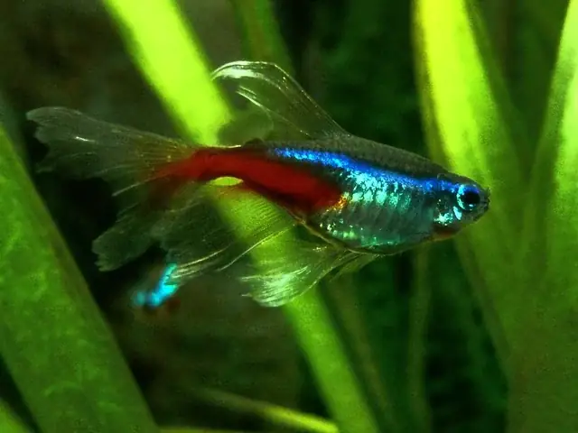 Cá Có Mấy Vây? Khám Phá Hệ Thống Vây Kỳ Diệu Của Thế Giới Cá Cá Có Mấy Vây? Khám Phá Hệ Thống Vây Kỳ Diệu Của Thế Giới Cá