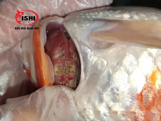 Cách Nhận Biết Dấu Hiệu Cá Cọ Mình Vào Thành Bể Có Vấn Đề