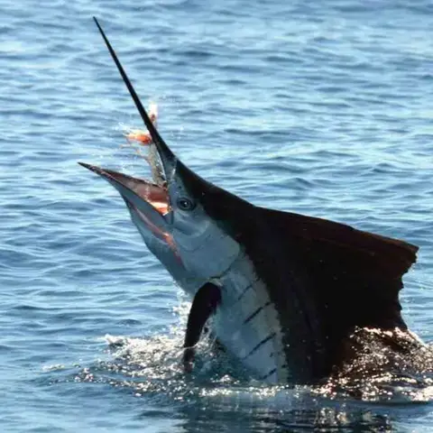 Giải Mã Cá Cờ Nước Mặn: Thực Hư Là Gì? Giải Mã Cá Cờ Nước Mặn: Thực Hư Là Gì?