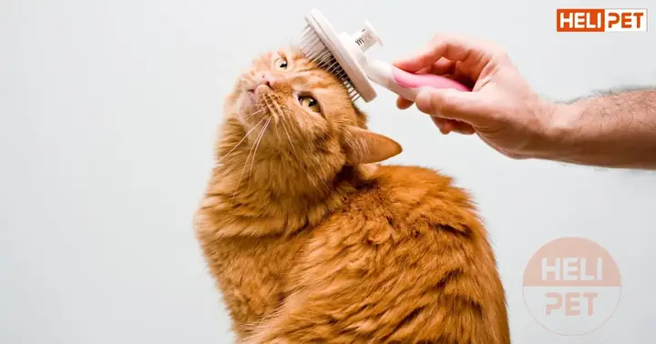 Dầu Cá Cho Mèo Có Tác Dụng Gì?