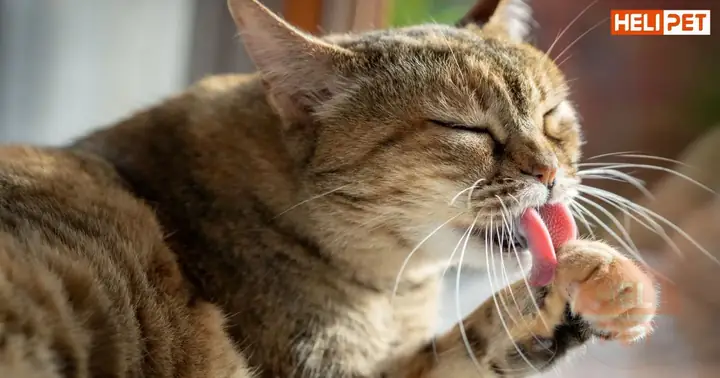 Dầu Cá Cho Mèo Có Tác Dụng Gì?