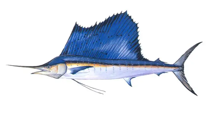 Cá Cờ Tiếng Anh Là Gì? Khám Phá Toàn Diện Về Loài Cá Betta