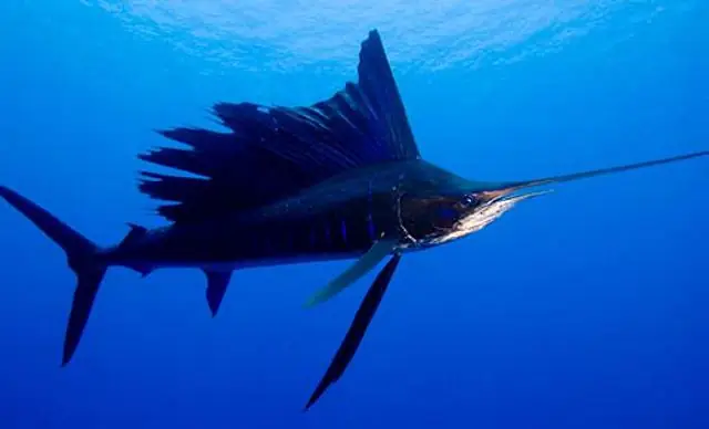 Cá Cờ Tiếng Anh Là Gì? Khám Phá Toàn Diện Về Loài Cá Betta