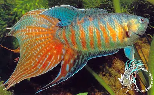 Cá Cờ Tiếng Anh Là Gì? Khám Phá Toàn Diện Về Loài Cá Betta