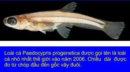 Động Vật Có Xương Sống Nhỏ Nhất Thế Giới – So Sánh Cá Và Ếch.
