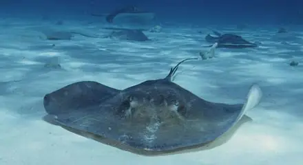 Cá Có Xương Sống: Hành Trình Khám Phá Loài Vật Nhỏ Bé Nhất Thế Giới