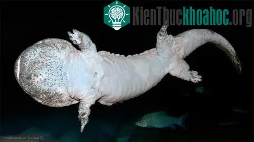 Cá Cóc Khổng Lồ Trung Quốc Đối Mặt Nguy Cơ Tuyệt Chủng