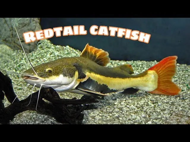 Bong Bóng Cá Da Trơn Đông Lạnh Từ Trung Quốc Bị Cấm Tại Mỹ: Người Tiêu Dùng Việt Cần Biết Gì?