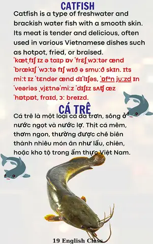 Cá Da Trơn Tiếng Anh Là Gì? Tổng Hợp Thông Tin Từ A-z