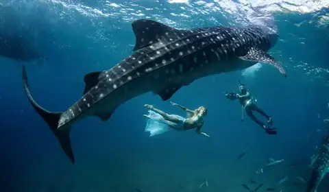 Cá Dài Nhất Thế Giới