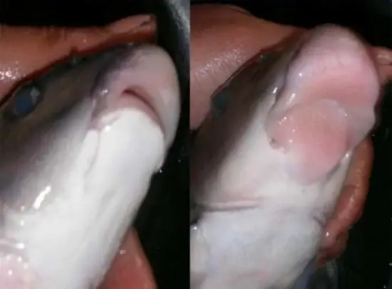 Cá Dầm Xanh, Loài Cá Đặc Sản, Cá Quý Hiếm, Cá Tiến Vua Với Chuyện Ly Kỳ Dò Tìm, Sắt Bắt Ở Tây Bắc- Ảnh 2.