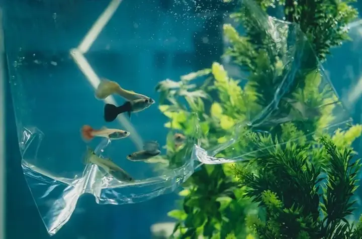 Bước 1: Ngâm Túi Cá Vào Nước