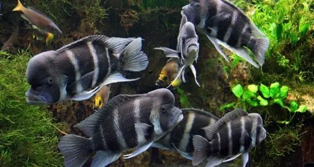 Cá Ali Đầu Bò Burundi: Kỹ Thuật Nuôi Chi Tiết & Bí Mật Về Loài Cá "bướu Hoàng Đế"