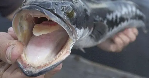 Cá Đầu Rắn Phương Bắc: Loài "dã Thú Ăn Tạp" Xâm Lấn Khiến Mỹ Phải ...