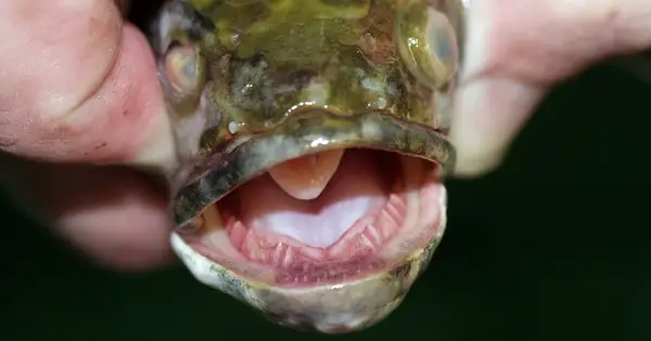 "nhìn Thấy Là Giết Luôn" - Loài Vật Nào Đã Khiến Tiểu Bang Mỹ Phải Ra ...