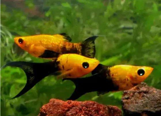 Đặc Điểm Nhận Dạng Của Cá Đầu Vàng Đuôi Đen
