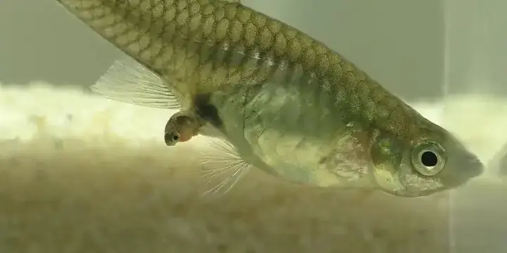 Cá Mập: Những Chúa Tể Đại Dương Cũng Có Loài Đẻ Con