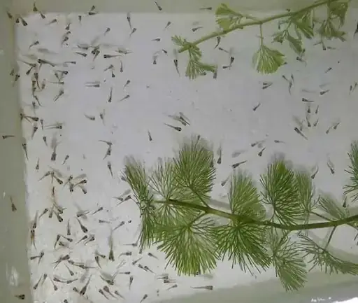 Sự Phát Triển Của Phôi Thai Qua Các Giai Đoạn