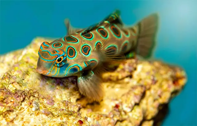 Cá Trạng Nguyên – Vẻ Đẹp Mê Hoặc Đại Dương Cá Trạng Nguyên – Vẻ Đẹp Mê Hoặc Đại Dương