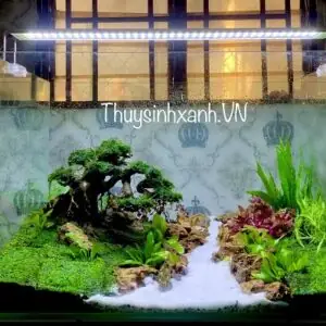 Mẫu Hồ Thuỷ Sinh Đẹp - Shop Thủy Sinh Xanh