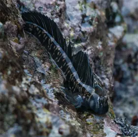 Kỳ Lạ Những Loài Cá Thích Đi Bộ Trên Cạn - Khoahoc.tv