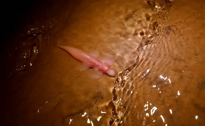 Ít Nhất 11 Loài Cá Có Thể Đi Bộ Trên Cạn | Báo Nhân Dân Điện Tử