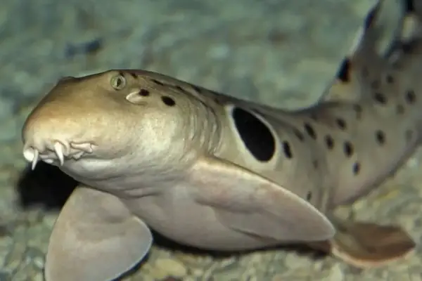 Loài Cá Biết Đi Trên Cạn Khiến Các Nhà Khoa Học Phải Kinh Ngạc