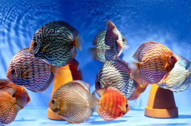 Cá Dĩa Albino Là Gì? Loài Cá Bạch Tạng Độc Đáo & Hiếm Có Trong Thế Giới Cá Cảnh