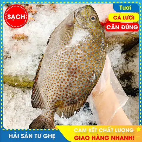 Cá Dĩa Bao Nhiêu 1 Con? Bảng Giá Mới Nhất 2025 Và Kinh Nghiệm Mua Nuôi