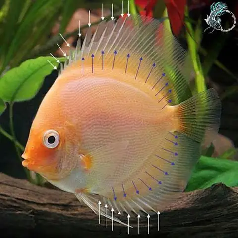 Cá Dĩa Bị Cụp Vây: Nguyên Nhân Và Cách Chữa Trị Hiệu Quả