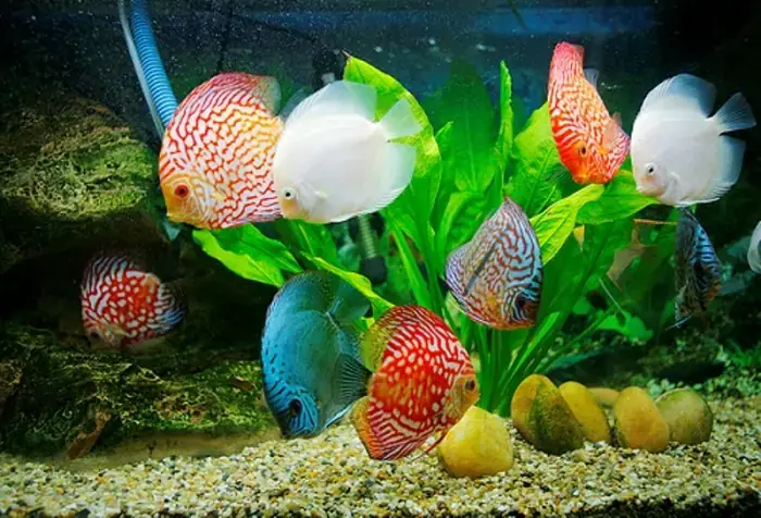 Nguyên Nhân Gây Ra Tình Trạng Cá Đĩa Bị Đục Mắt