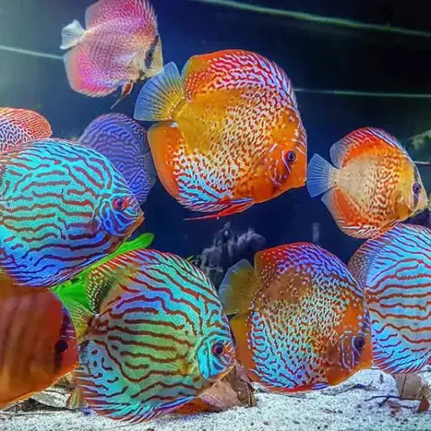 Triệu Chứng Và Cách Chẩn Đoán Bệnh Đục Mắt Ở Cá Đĩa