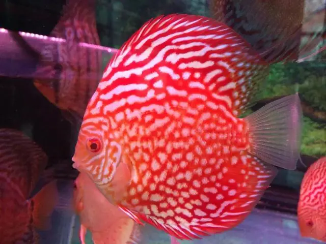 Cá Đĩa Bồ Câu Albino: Loài Cá Gỗ Quý Hiếm Và Bí Ẩn Của Đại Dương