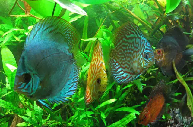 Cá Dĩa Bơi Nghiêng: Dấu Hiệu Nhận Biết Và Mức Độ Nghiêm Trọng