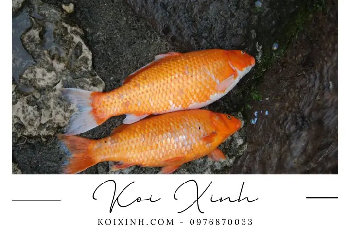 Tại Sao Cá Koi Của Tôi Lại Bơi Ngược Và Nghiêng?