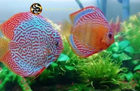 Cá Dĩa Bông Xanh Chỉ Đỏ - Vi Sinh Cá Cảnh Aquarium Care