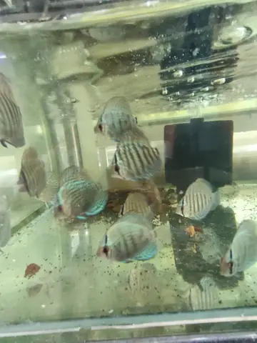 Cá Đĩa Bông Xanh