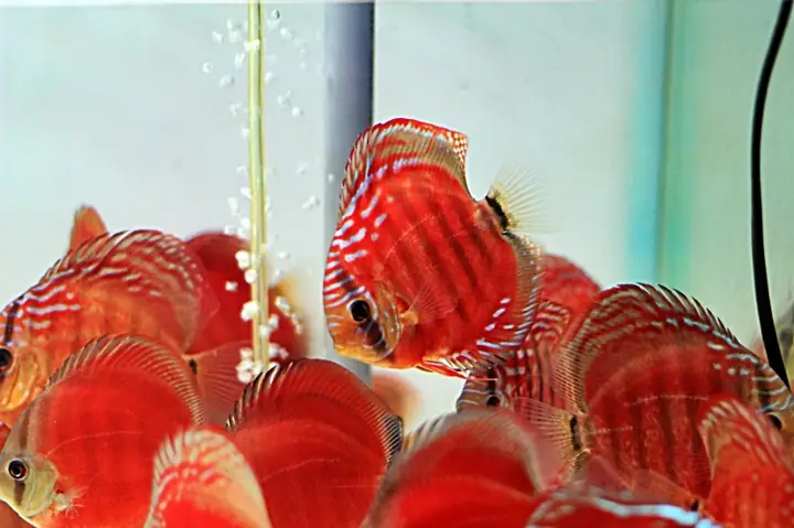 Cá Dĩa Hoa Hồng Cover: Vẻ Đẹp Đỉnh Cao Trong Làng Cá Cảnh