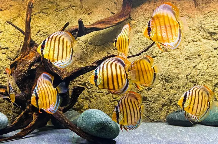 Khám Phá Sự Đa Dạng Của Cá Dĩa Hoang Dã (wild Discus Fish)