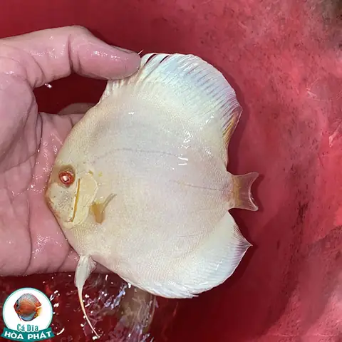 Cá Đĩa Lam Albino: Loài Cá Cảnh Hiếm Với Vẻ Đẹp Ma Mị Và Bí Ẩn Cá Đĩa Lam Albino: Loài Cá Cảnh Hiếm Với Vẻ Đẹp Ma Mị Và Bí Ẩn